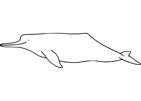 Amazon River Dolphin Coloring Page